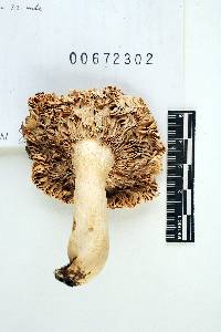 Russula brunneoviolacea image