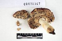 Russula brunneoviolacea image