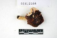 Russula brunneoviolacea image