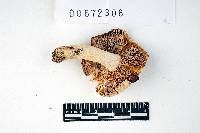 Russula brunneoviolacea image