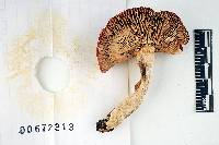 Russula betulina image