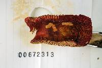 Russula betulina image