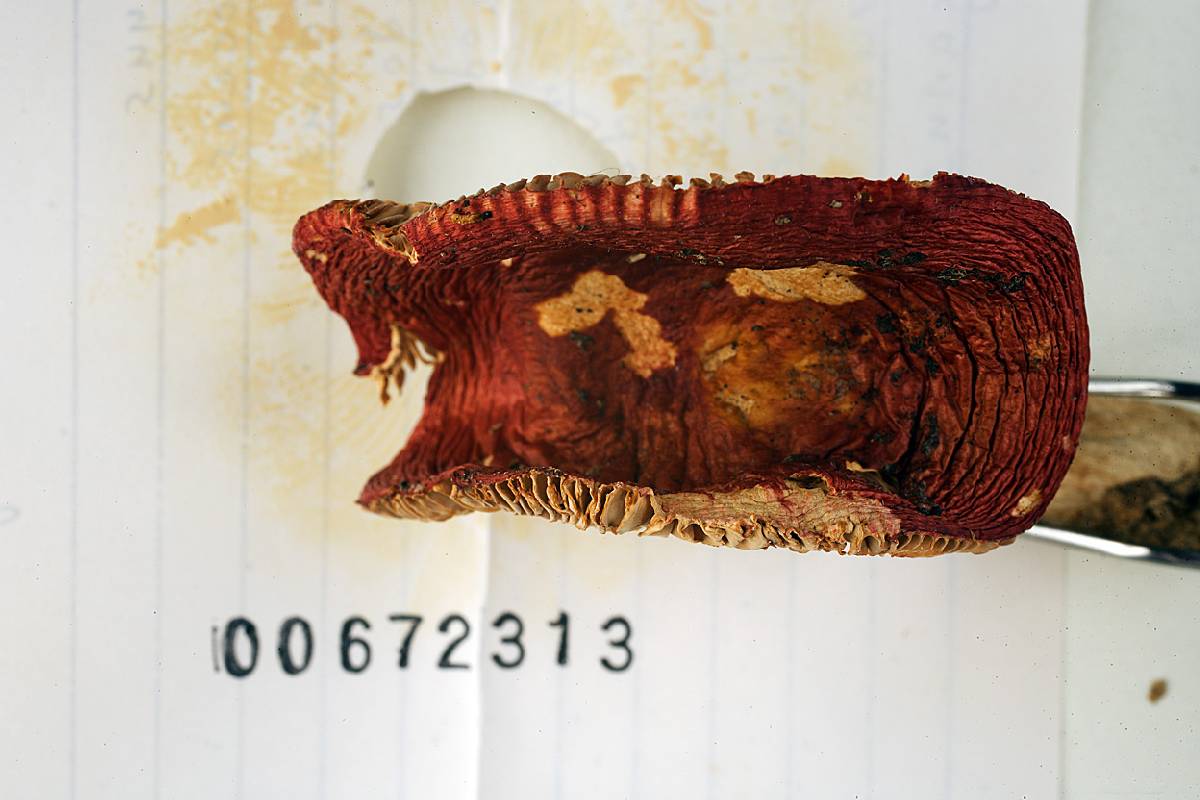 Russula betulina image