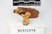 Russula brunneola image