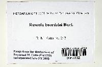Russula beardslei image
