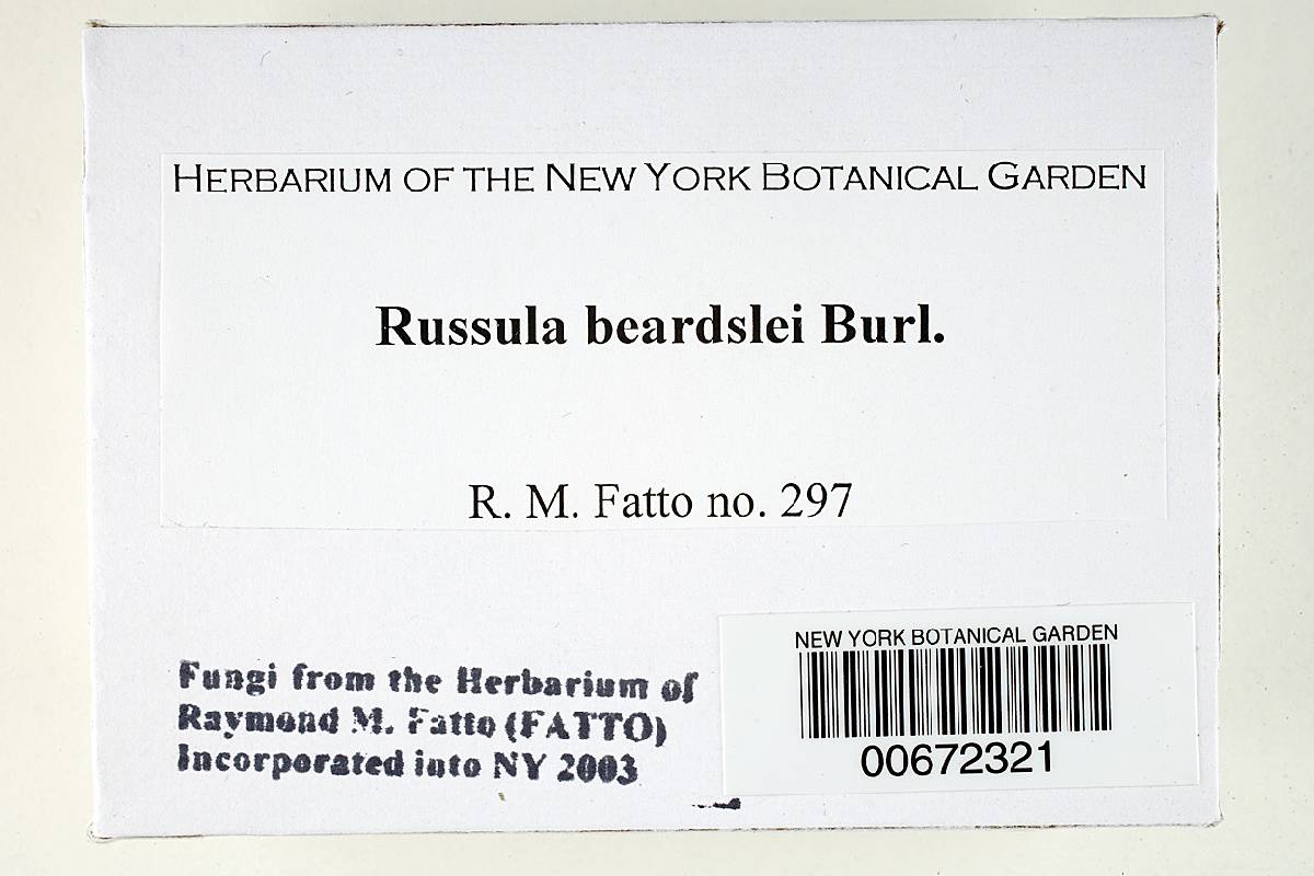 Russula beardslei image