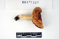 Russula beardslei image