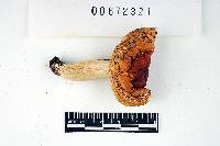 Russula beardslei image