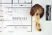 Russula brunneoviolacea image