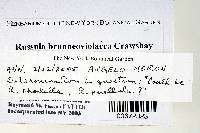 Russula brunneoviolacea image