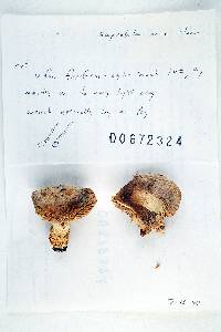 Russula brunneola image
