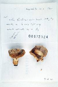 Russula brunneola image