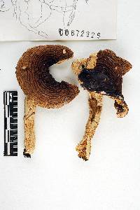 Russula brunneola image