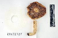 Russula brunneola image