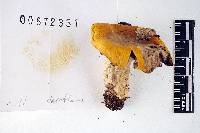 Russula claroflava image