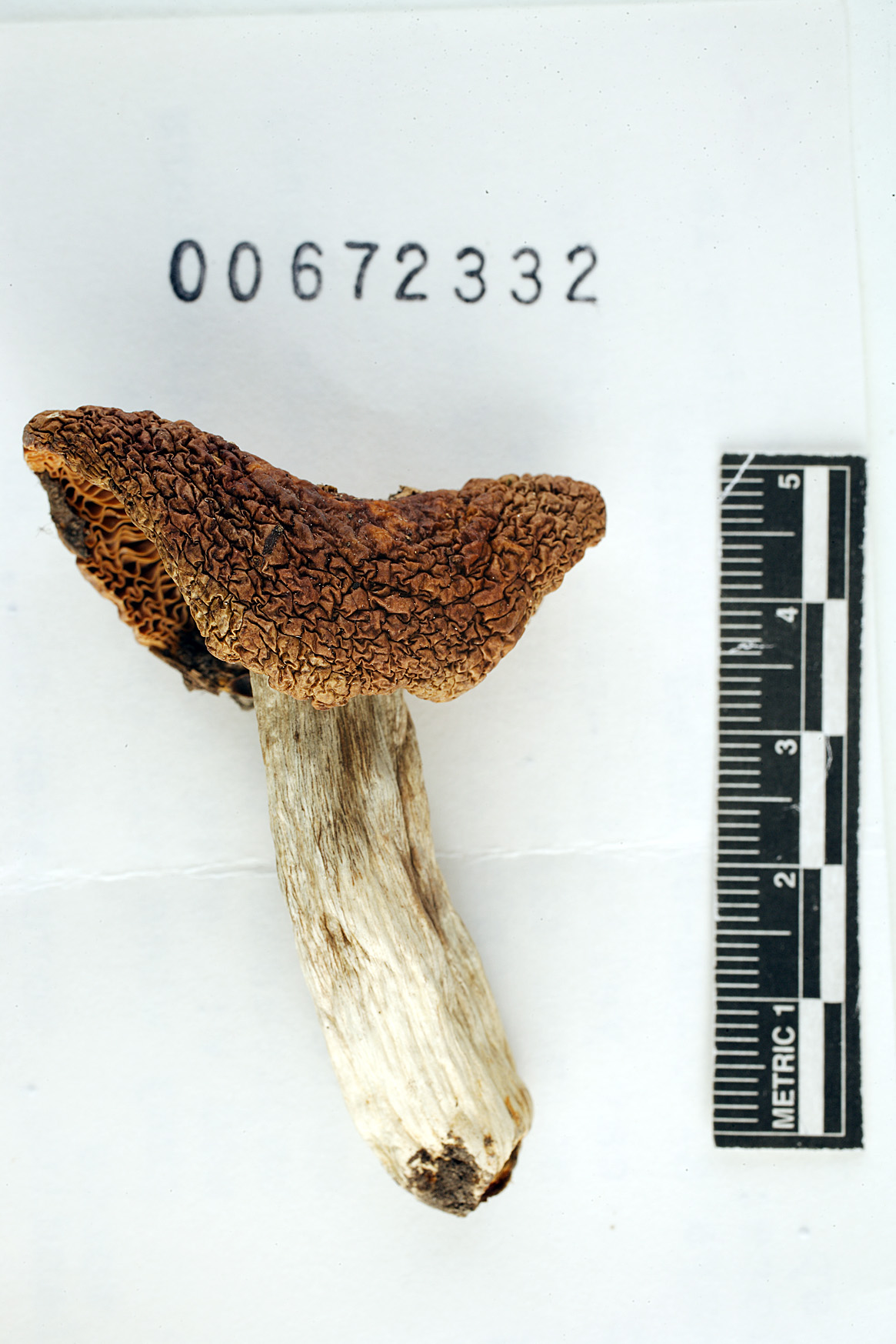 Russula cinerascens image