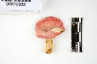 Russula corallina image