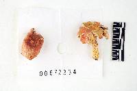 Russula corallina image
