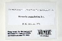 Russula consobrina image