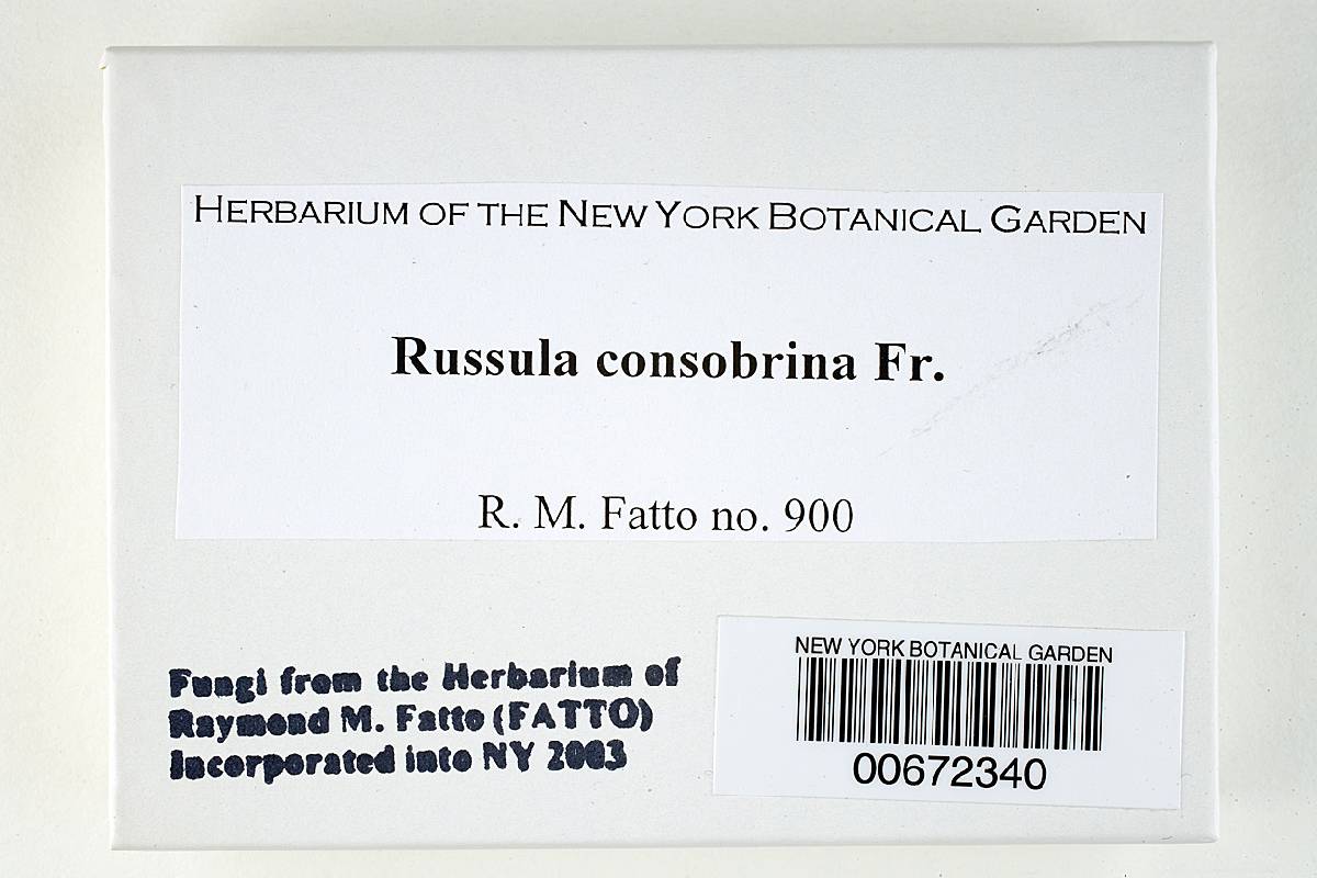 Russula consobrina image