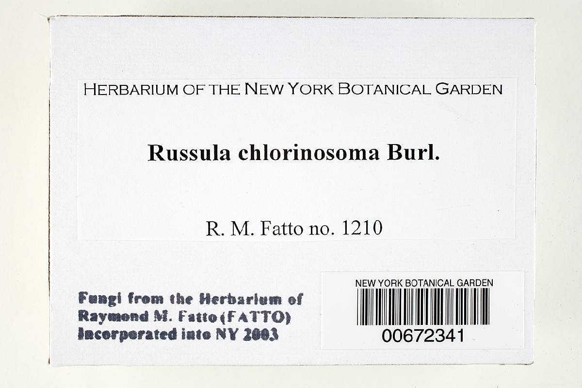 Russula chlorinosma image