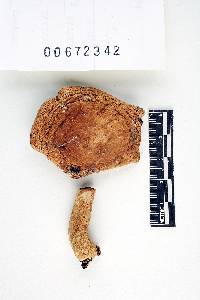 Russula compacta image