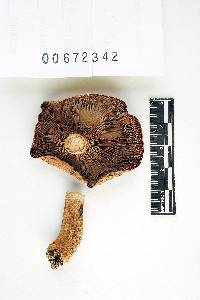 Russula compacta image