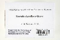 Russula claroflava image