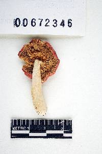 Russula risigallina image