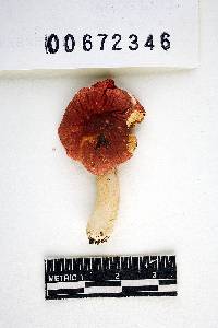 Russula risigallina image