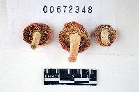 Russula corallina image