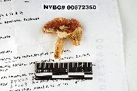 Russula risigallina image