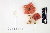 Russula corallina image