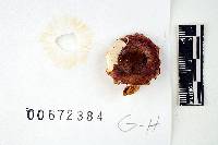 Russula risigallina image