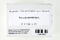 Russula davisii image