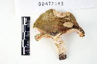 Russula cyanoxantha image