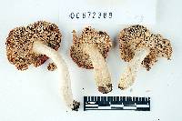 Russula cystidiosa image