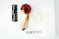 Russula dadmunii image