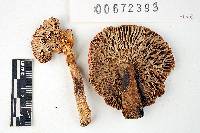 Russula cystidiosa image