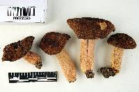 Russula davisii image