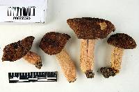 Russula davisii image