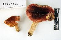Russula cremeirubra image