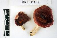Russula dadmunii image