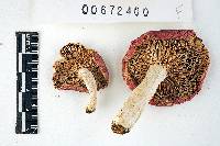 Russula dadmunii image