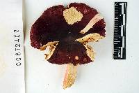 Russula cystidiosa image