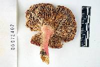 Russula cystidiosa image
