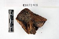 Russula densifolia image