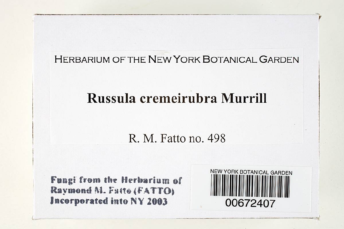 Russula cremeirubra image