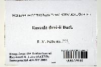 Russula davisii image