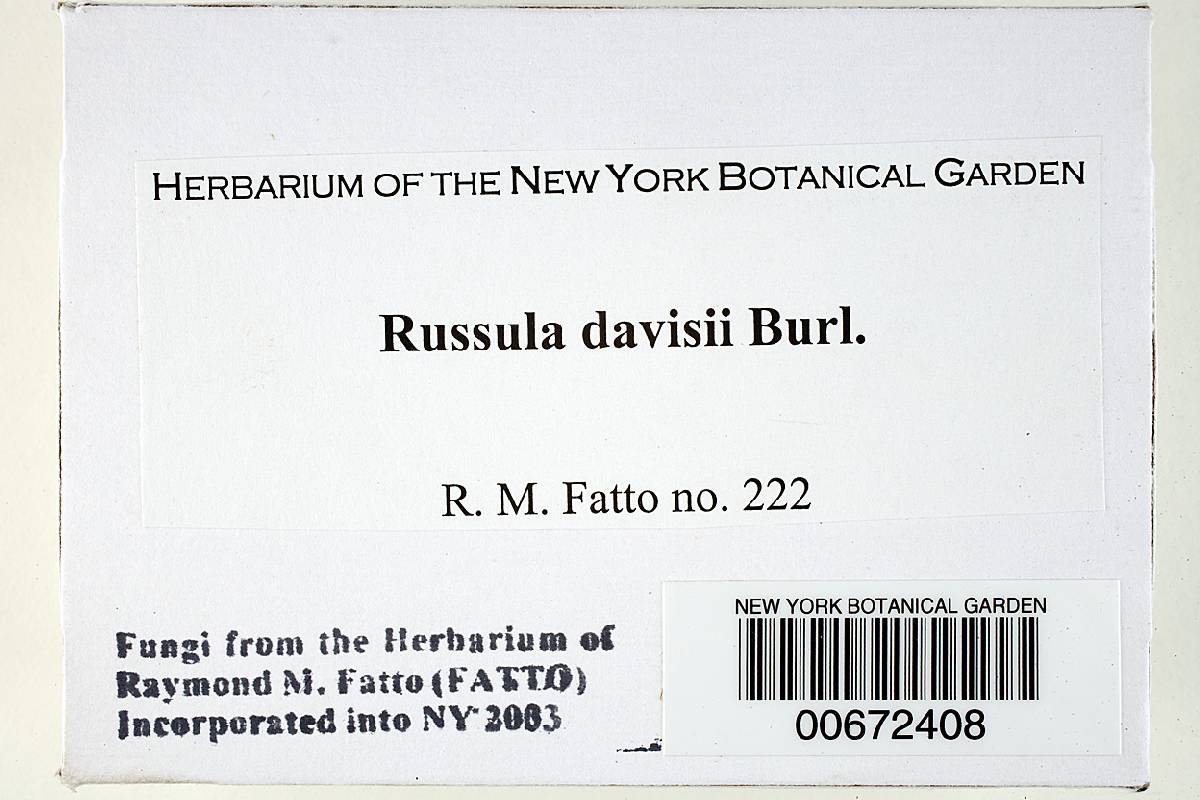 Russula davisii image